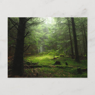 Carte Postale Forêt Auvergne France