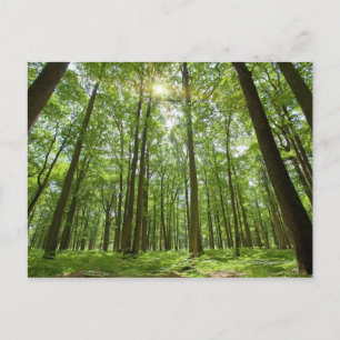 Carte Postale Forêt avec soleil derrière