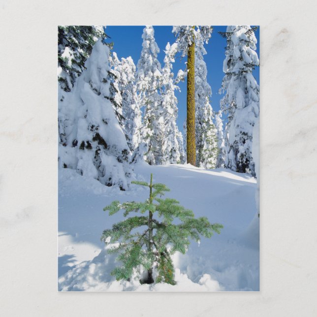 Carte Postale Forêt couverte de neige en Oregon (Devant)