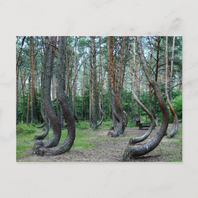 Carte Postale Forêt Crochée - Pologne (Devant)
