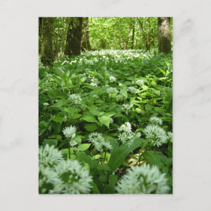 Carte Postale Forêt d'ail sauvage