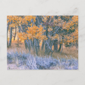 Carte Postale Forêt d'aspens en automne