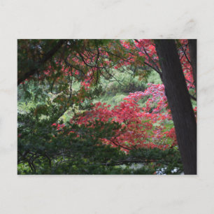 Carte Postale Forêt d'automne