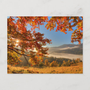 Carte Postale Forêt d'automne dans les montagnes