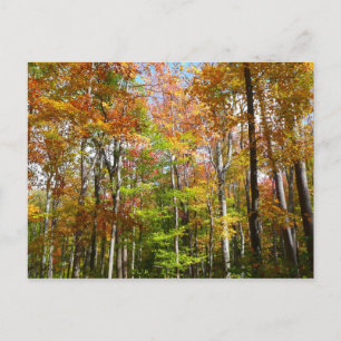 Carte Postale Forêt d'automne II Photographie de paysage automna