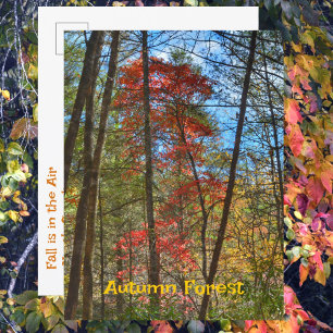 Carte Postale Forêt d'automne Paysage Pittoresque Photographie