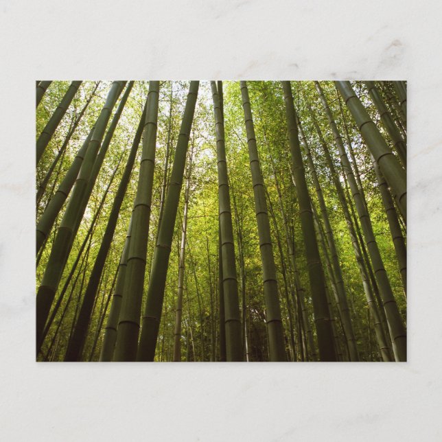 Carte Postale Forêt de bambou : Sagano, Kyoto (Devant)