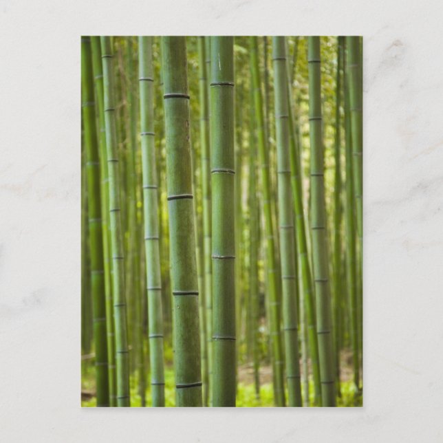Carte Postale Forêt de bambous en forêt, Arashiyama (Devant)
