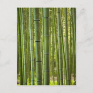 Carte Postale Forêt de bambous en forêt, Arashiyama