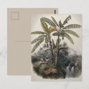 Carte Postale Forêt de bananiers tropicaux antiques   Bota vinta
