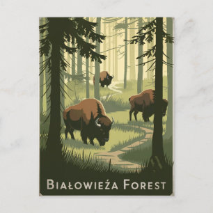 Carte Postale Forêt de Bialowieza Pologne vintage