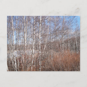 Carte Postale Forêt de Birch d'hiver