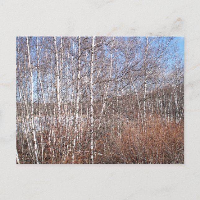 Carte Postale Forêt de Birch d'hiver (Devant)