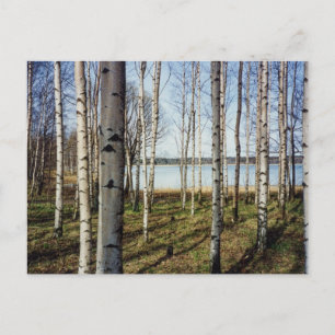 Carte Postale Forêt de bouleaux en Finlande