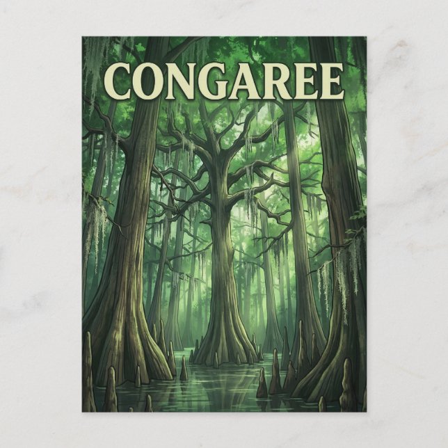 Carte Postale Forêt de Congaree (Devant)
