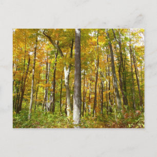 Carte Postale Forêt de feuilles jaunes Paysage d'automne