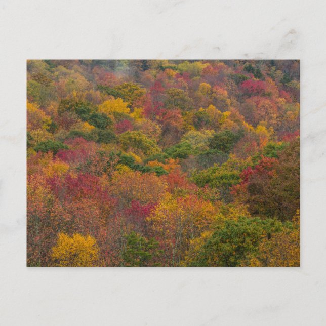 Carte Postale Forêt de feuillus dans le comté de Randolph, Virgi (Devant)