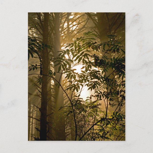 Carte Postale Forêt de feuillus persistants | Côte de l'Oregon (Devant)