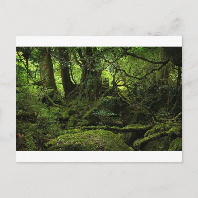 Carte Postale Forêt de la Mousse (Devant)