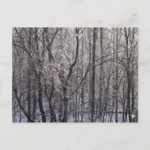 Carte Postale Forêt de l'épaisse glacée dans la lumière du matin