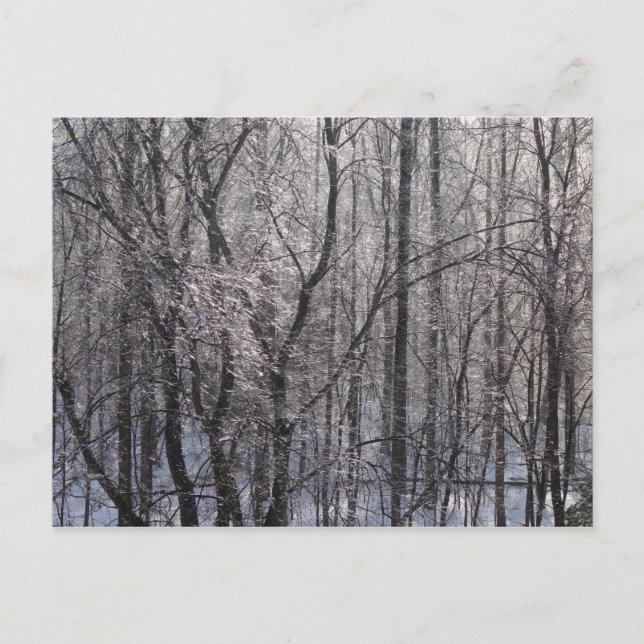 Carte Postale Forêt de l'épaisse glacée dans la lumière du matin (Devant)