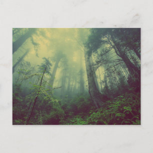 Carte Postale Forêt de Misty