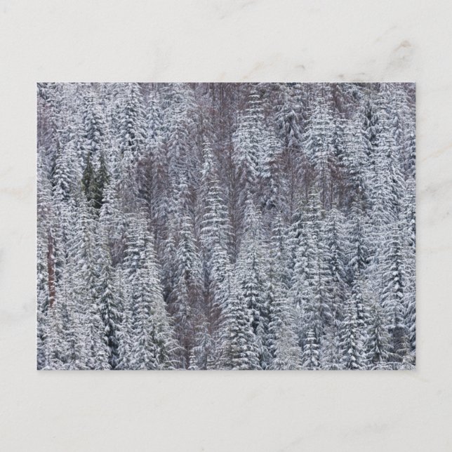 Carte Postale Forêt de neige, Parc national du Mont-Rainier (Devant)