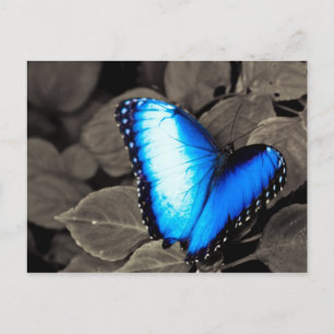 Carte Postale Forêt de papillons - Gainesville, FL 003