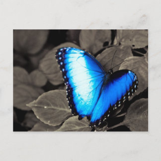 Carte Postale Forêt de papillons - Gainesville, FL 003