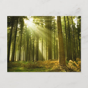 Carte Postale Forêt de pins avec soleil