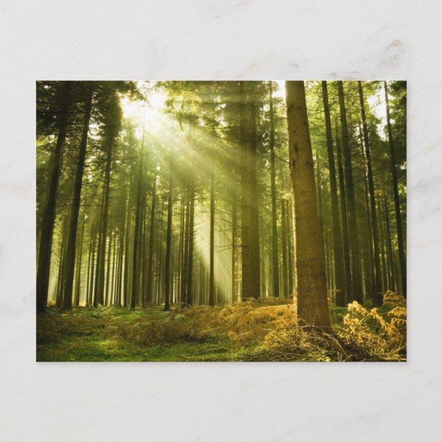 Carte Postale Forêt de pins avec soleil brillant (Devant)