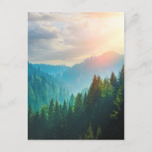 Carte Postale Forêt de pins dans les Dolomites, Italie