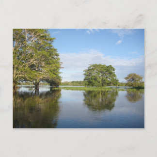 CARTE POSTALE FORÊT DE PLUIE D'AMAZON.