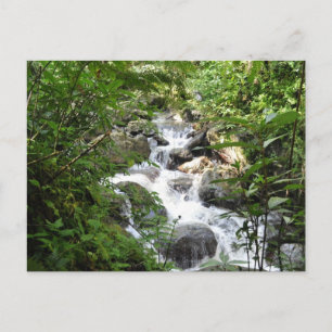 Carte Postale Forêt de pluie de Yunque, Porto Rico