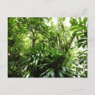 Carte Postale Forêt de pluie dominicaine I Nature verte tropical