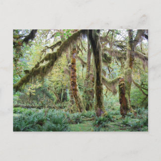 Carte Postale Forêt de pluie Hoh