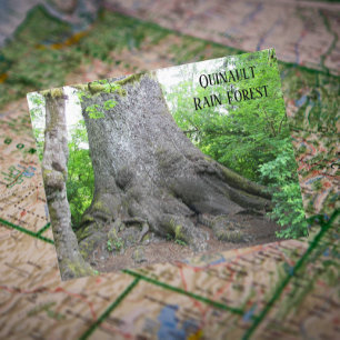 Carte Postale Forêt de Quinault