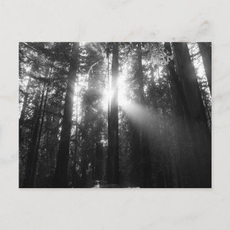 Carte Postale Forêt de sébois
