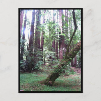 Carte Postale Forêt de sébois