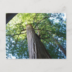 Carte Postale Forêt de séquoias - Californie