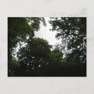 Carte postale Forêt déplaisante