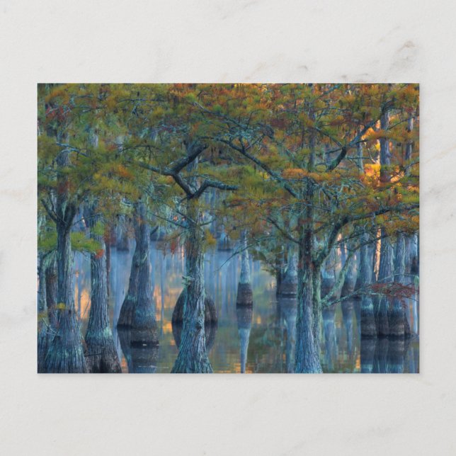 Carte Postale Forêt des Cyprès de Pond (Devant)