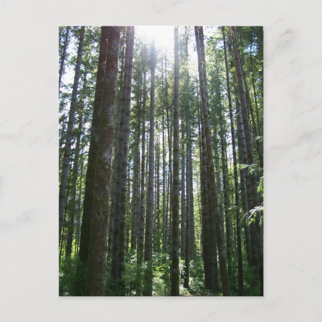 Carte Postale Forêt des îles Vancover (Devant)