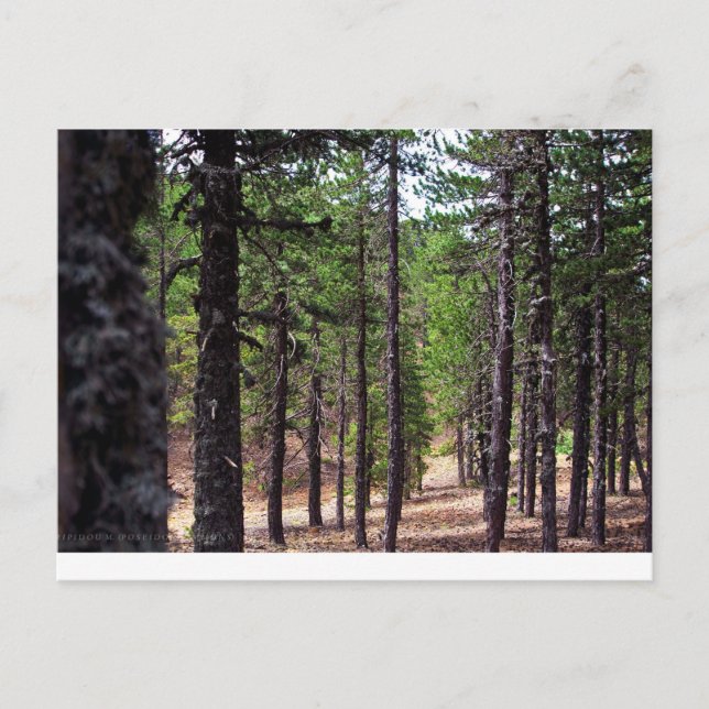 Carte Postale Forêt des monts Troodos, Chypre (Devant)