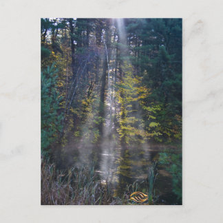 Carte Postale Forêt du Vermont