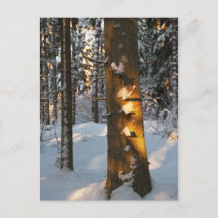 Carte Postale Forêt en hiver