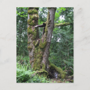 Carte Postale Forêt en vert
