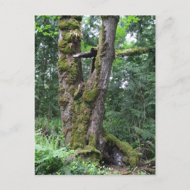 Carte Postale Forêt en vert (Devant)