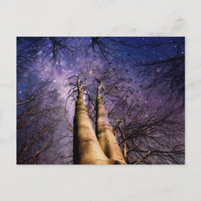 Carte Postale Forêt enchantée (Devant)