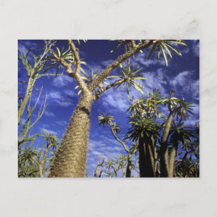Carte Postale Forêt épineuse formée de Pachypodium arbres